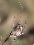 Lincolns Sparrow 0344